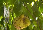 Location vacances Marigot - Cabin Creole-4